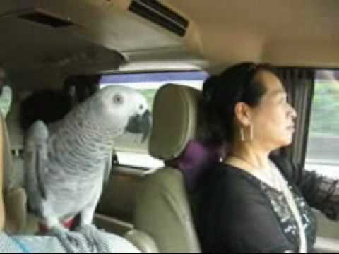 (灰鸚彭彭)坐車好想睡覺覺喔!.wmv - YouTube