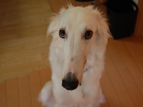 【フィギュアスケート】世界選手権2014・女子SP 実況