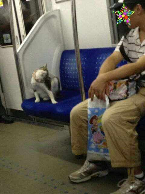 周知：上野の桜や銀座・新宿・池袋・新橋・の看板で猫が寝ているのは猫おじさんによる虐待 - 原宿・表参道.jp