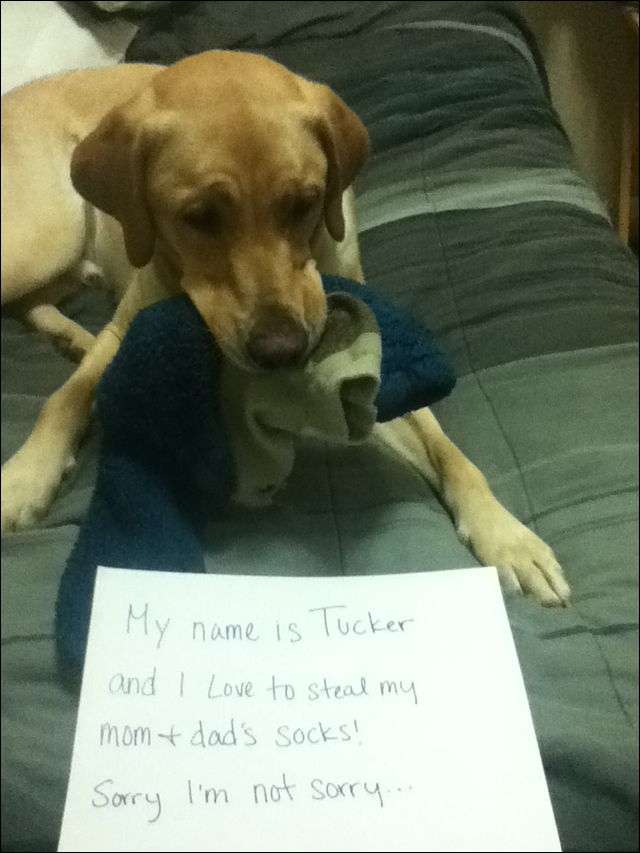 ご主人様のトラップに引っかかった犬の悲しげな表情www