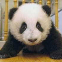 パンダって、目の周りの黒いやつ消したら全く可愛くないんだけど