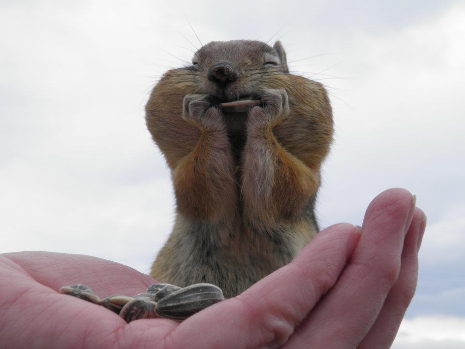小動物が好きな方