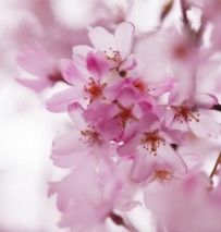 好きなお花見スポットは？