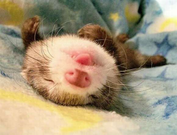 小動物が好きな方