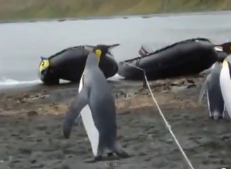 【動画あり】ロープに戸惑うペンギンたちがかわいすぎる件w
