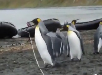 【動画あり】ロープに戸惑うペンギンたちがかわいすぎる件w