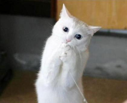 ちょっとクスッとくる猫の画像