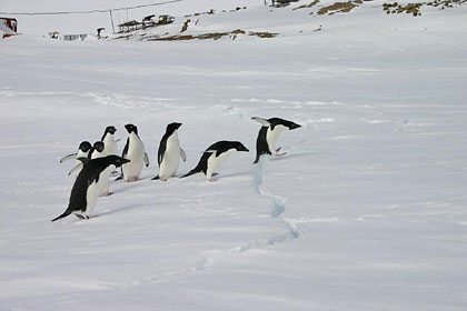 【動画あり】ロープに戸惑うペンギンたちがかわいすぎる件w
