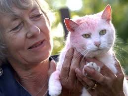 リアルピンクパンサーか！ピンク色の猫が発見される