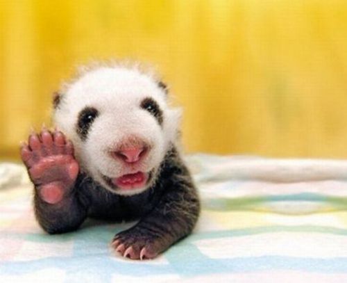 ほっこりする動物たちの癒し画像25選