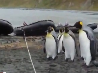 【動画あり】ロープに戸惑うペンギンたちがかわいすぎる件w
