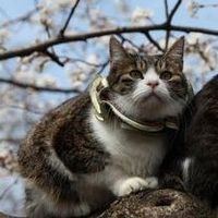 上野の桜猫は虐待？まだ続いている「猫おじさん」の連れ回しの実態 - NAVER まとめ