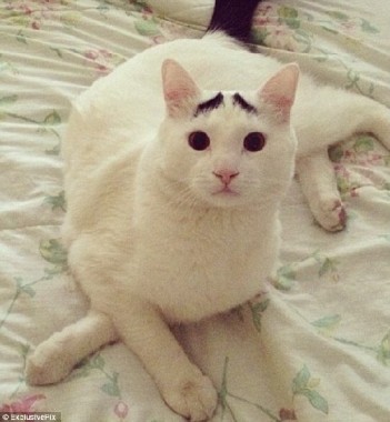 ご主人様のトラップに引っかかった犬の悲しげな表情www