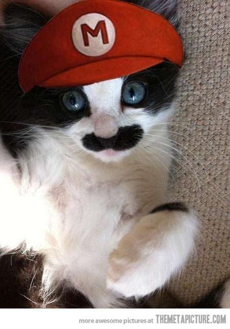 ちょっとクスッとくる猫の画像