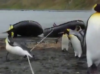 【動画あり】ロープに戸惑うペンギンたちがかわいすぎる件w