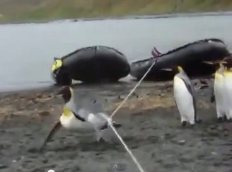 【動画あり】ロープに戸惑うペンギンたちがかわいすぎる件w