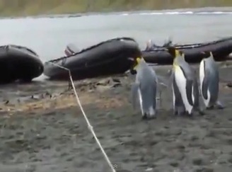 【動画あり】ロープに戸惑うペンギンたちがかわいすぎる件w