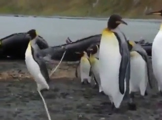 【動画あり】ロープに戸惑うペンギンたちがかわいすぎる件w