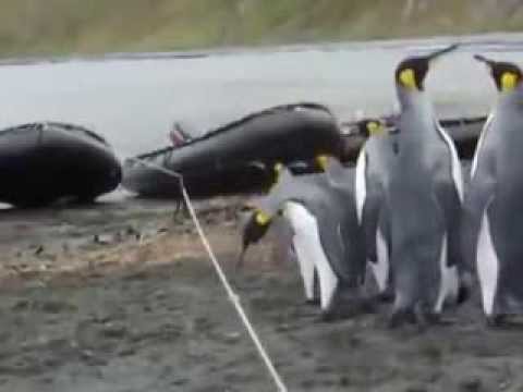 Penguins falling vs Rope Video (HD) - YouTube