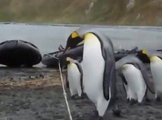 痛いニュース(ﾉ∀`) : 【動画】 ペンギン「クソッ　俺たちの天敵　ロープだ･･･」 - ライブドアブログ