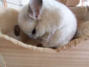 珍しい動物を飼っている方！
