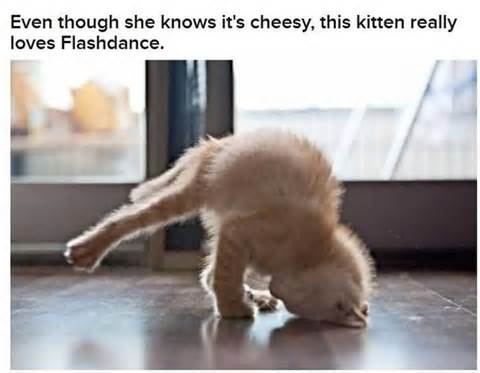 ちょっとクスッとくる猫の画像