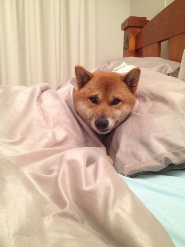 ご主人様のトラップに引っかかった犬の悲しげな表情www