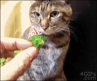 ちょっとクスッとくる猫の画像