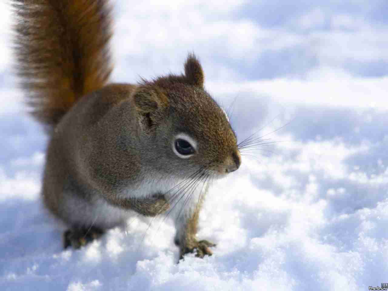 小動物が好きな方