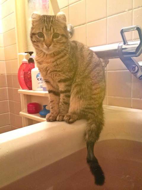 あったかいニャ…！ お風呂でしっぽだけお湯につける猫が可愛すぎてツライことが判明