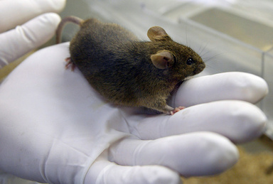 男性用経口避妊薬の開発に一歩前進、マウス研究　写真1枚　国際ニュース：AFPBB News