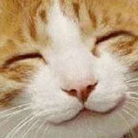 ちょっとクスッとくる猫の画像