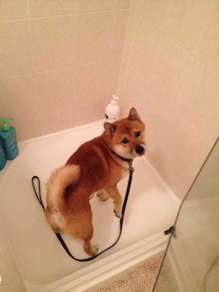 ご主人様のトラップに引っかかった犬の悲しげな表情www