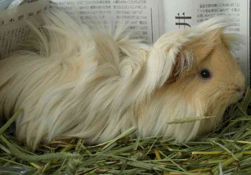 珍しい動物を飼っている方！