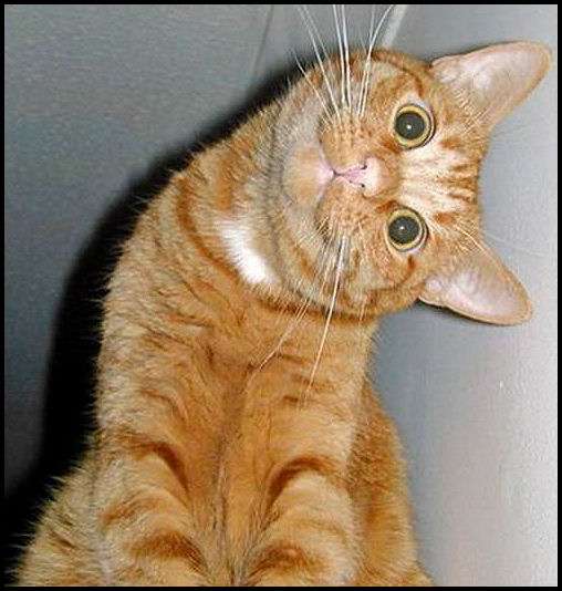 ちょっとクスッとくる猫の画像