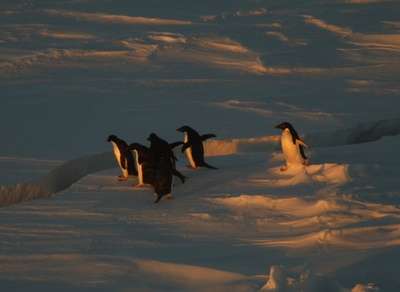 【動画あり】ロープに戸惑うペンギンたちがかわいすぎる件w