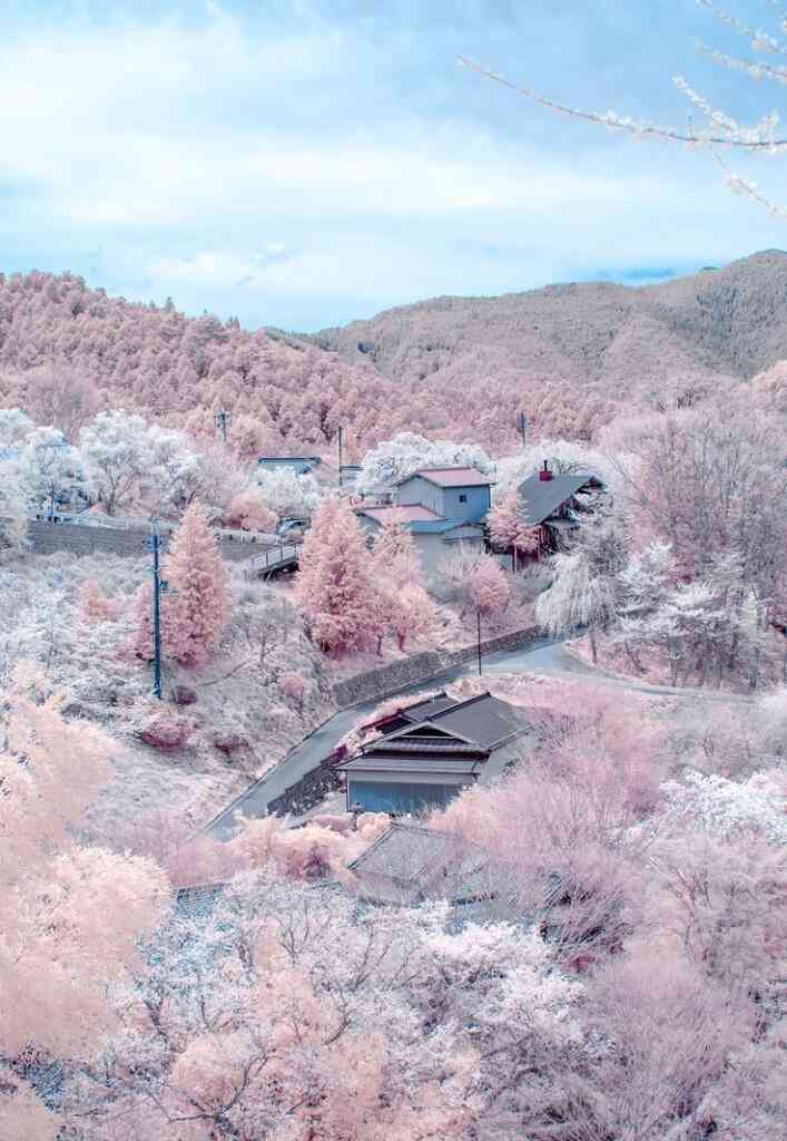 妖艶な美しさに息をのむ。シチュエーション別「夜桜」のすすめ