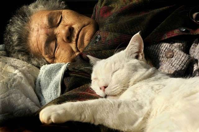 外国の猫もこたつ猫と変わらなかった事が判明ww
