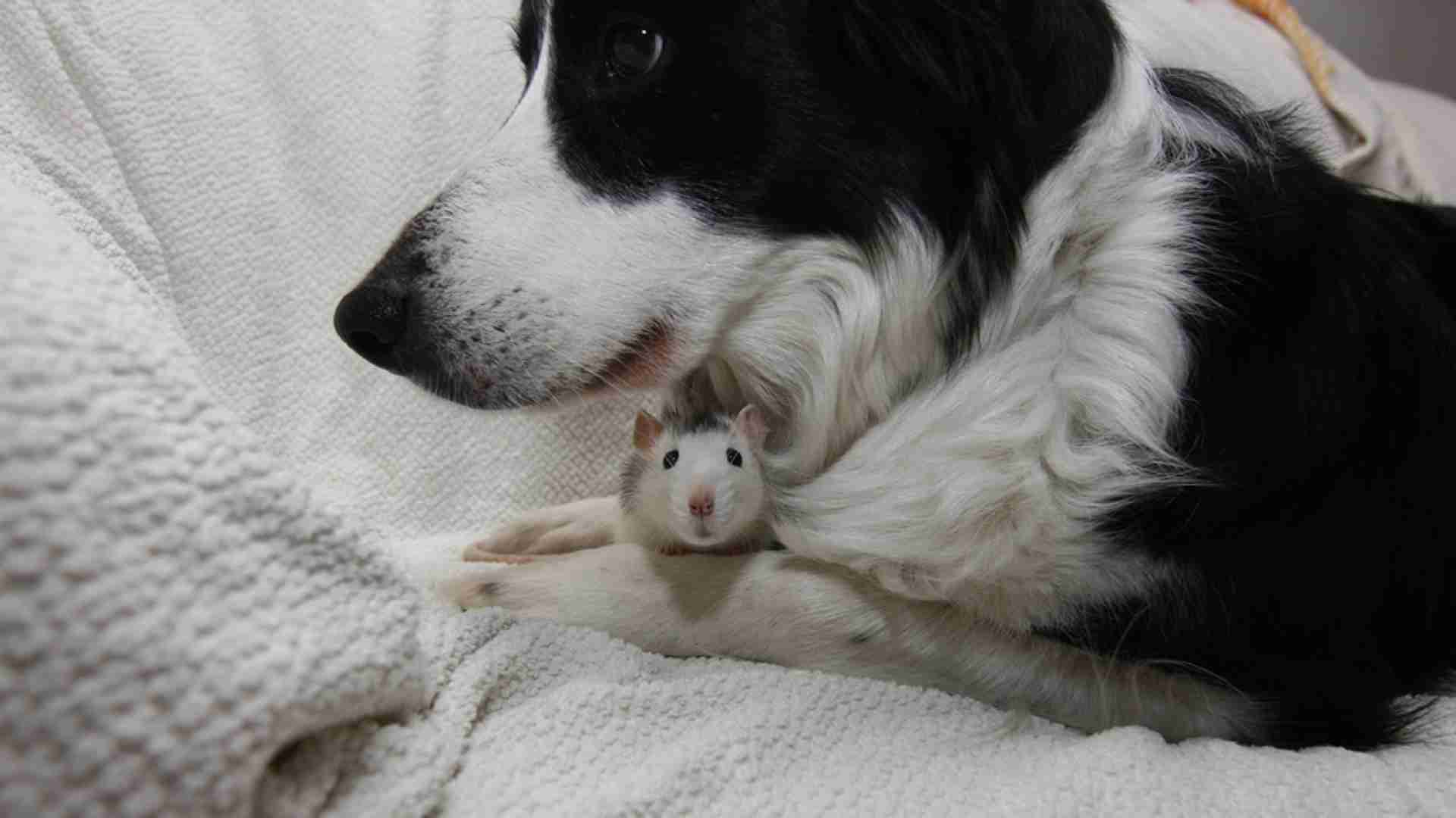 小動物が好きな方
