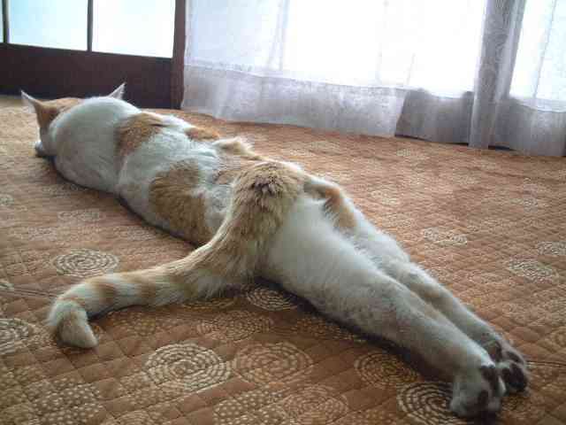 ちょっとクスッとくる猫の画像