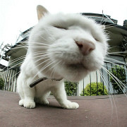 みなさん、今週もお疲れ様です。イケメン画像で目の回復を。