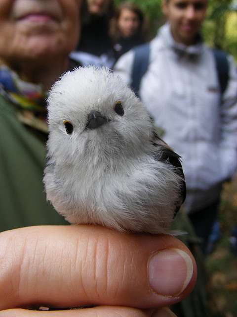 小動物が好きな方
