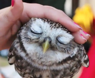 小動物が好きな方