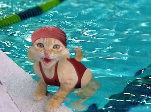 ちょっとクスッとくる猫の画像