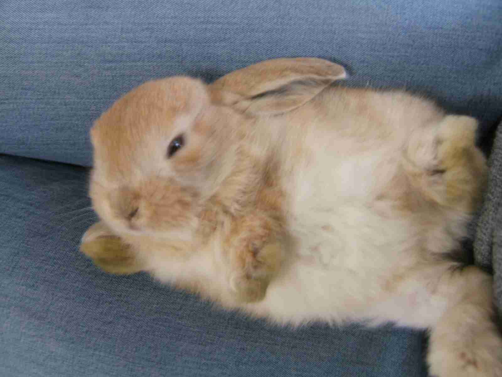 小動物が好きな方