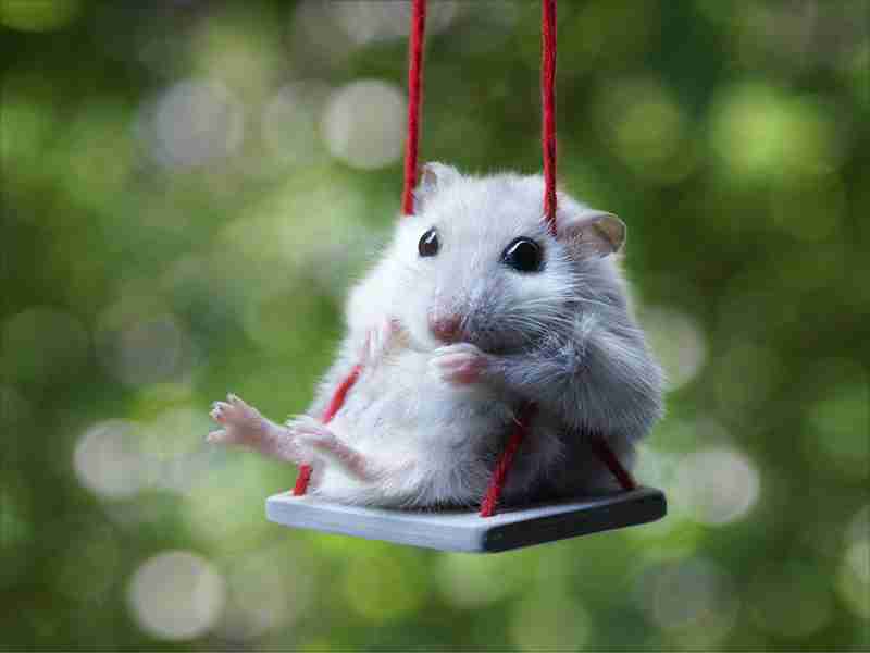 小動物が好きな方
