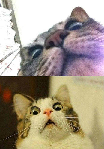 ちょっとクスッとくる猫の画像