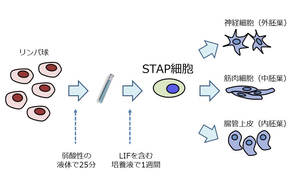 STAP細胞は実在しなかった？小保方氏が若山教授に渡したのは、実験に使われていないはずの別種類マウスのものだった