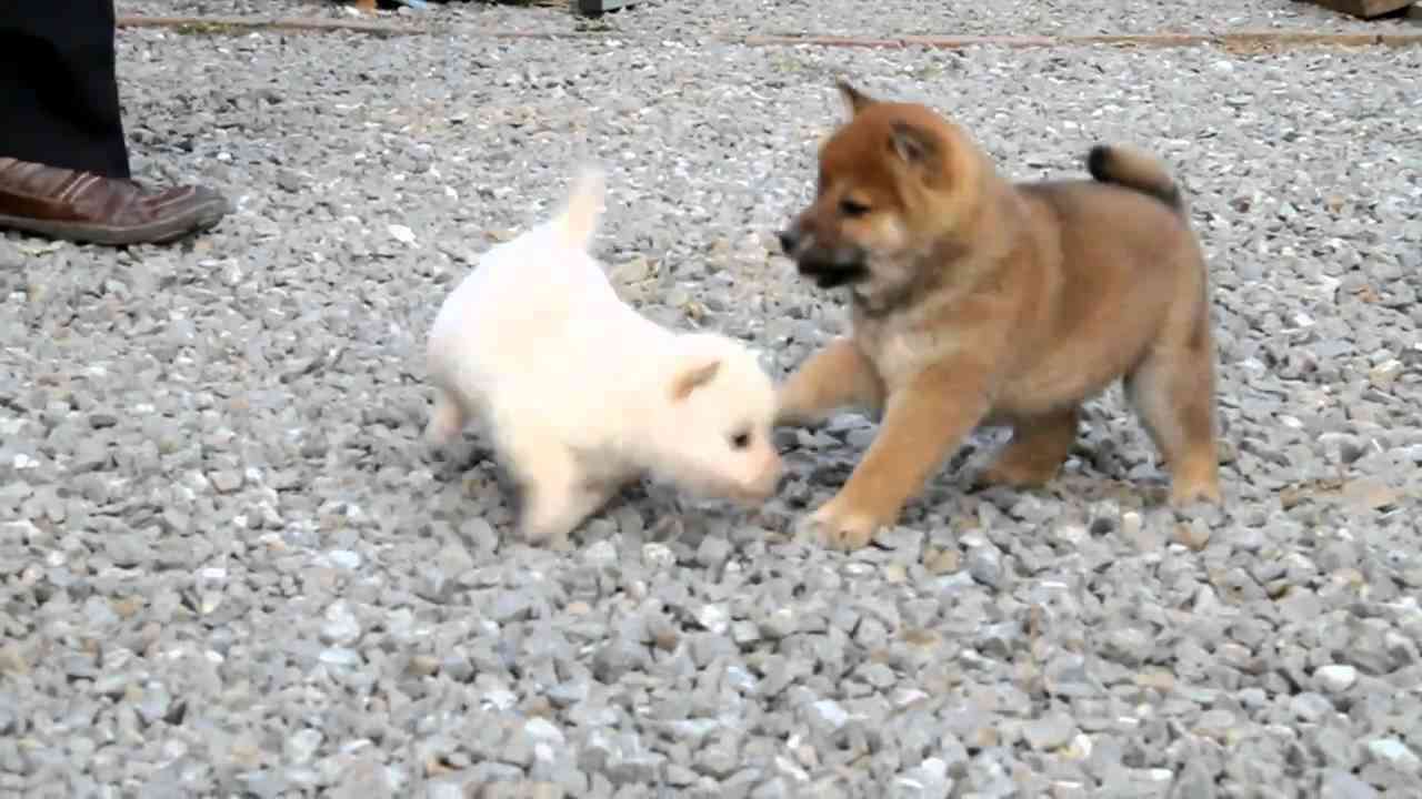 柴犬子犬白柴雌ID：1054　2011.02.24生まれ　2011.04.14撮影 柴犬.net - YouTube