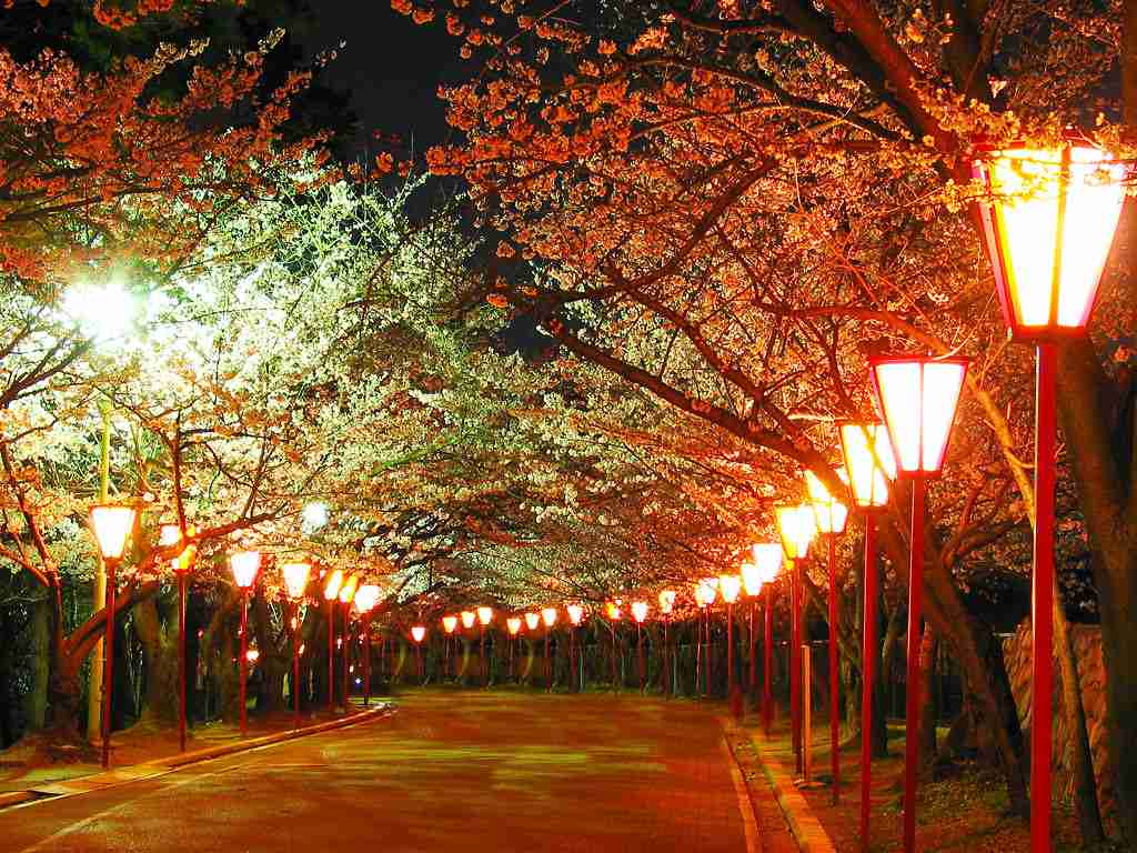 妖艶な美しさに息をのむ。シチュエーション別「夜桜」のすすめ